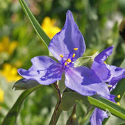Tradescantia Spiderwort Seeds - Flower Plant