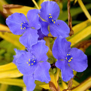 Tradescantia Spiderwort Seeds - Flower Plant