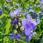 Tradescantia Spiderwort Seeds - All In One For Home Gardens
