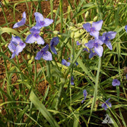 Tradescantia Spiderwort Seeds - Flower Plant
