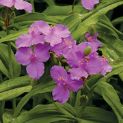 Tradescantia Spiderwort Seeds - All In One For Home Gardens