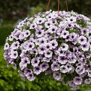 Trailing Flower Seeds - Flower Plant