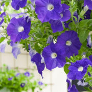 Trailing Flower Seeds - Flower Plant