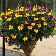 Trailing Flower Seeds - Flower Plant