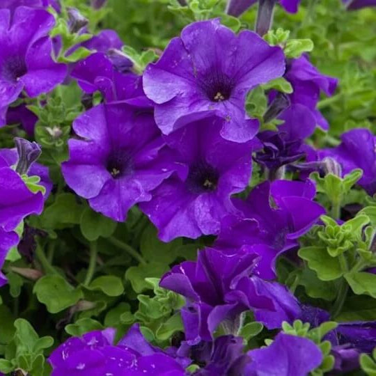 Trailing Flower Seeds - Flower Plant