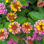 Trailing Lantana Seeds - Flower Plant