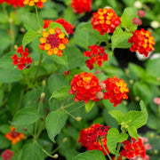 Trailing Lantana Seeds