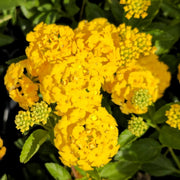 Trailing Lantana Seeds
