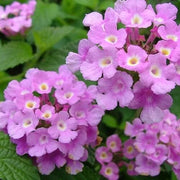 Trailing Lantana Seeds