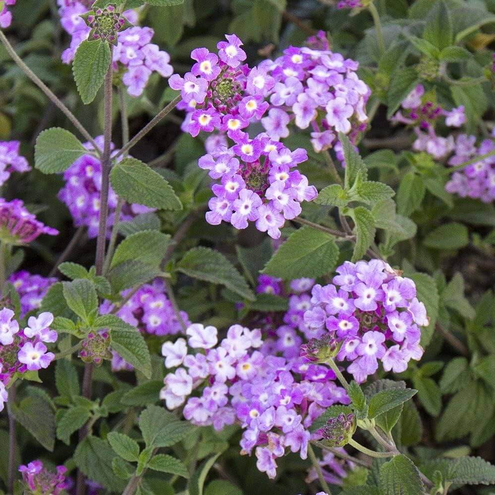 Trailing Lantana Seeds