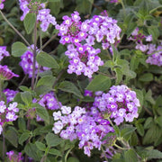 Trailing Lantana Seeds