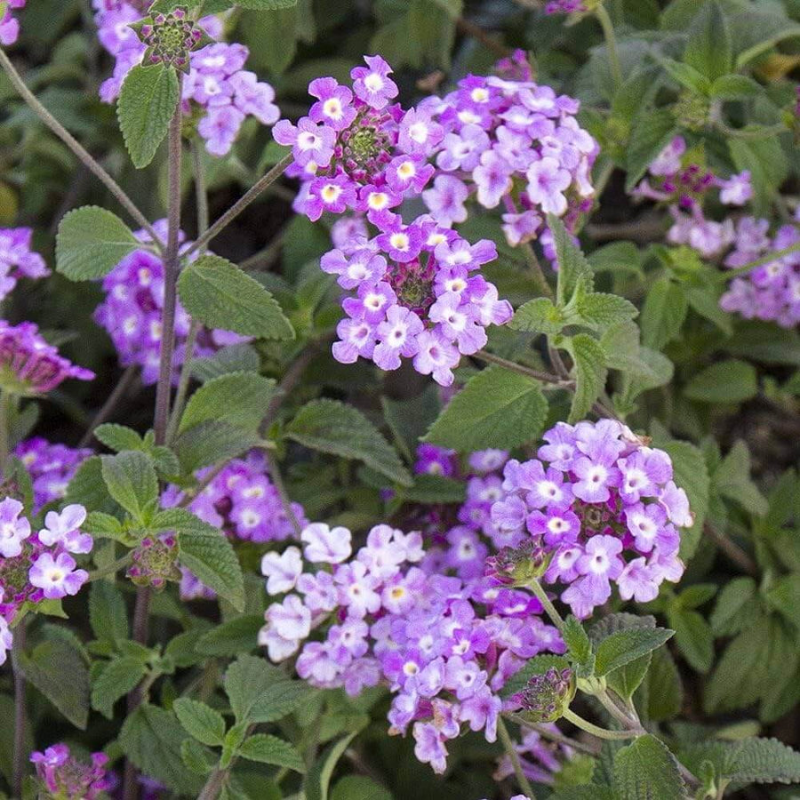 Trailing Lantana Seeds