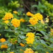 Trailing Lantana Seeds