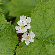 Skeleton Seeds, Diphylleia grayi Flower Seeds
