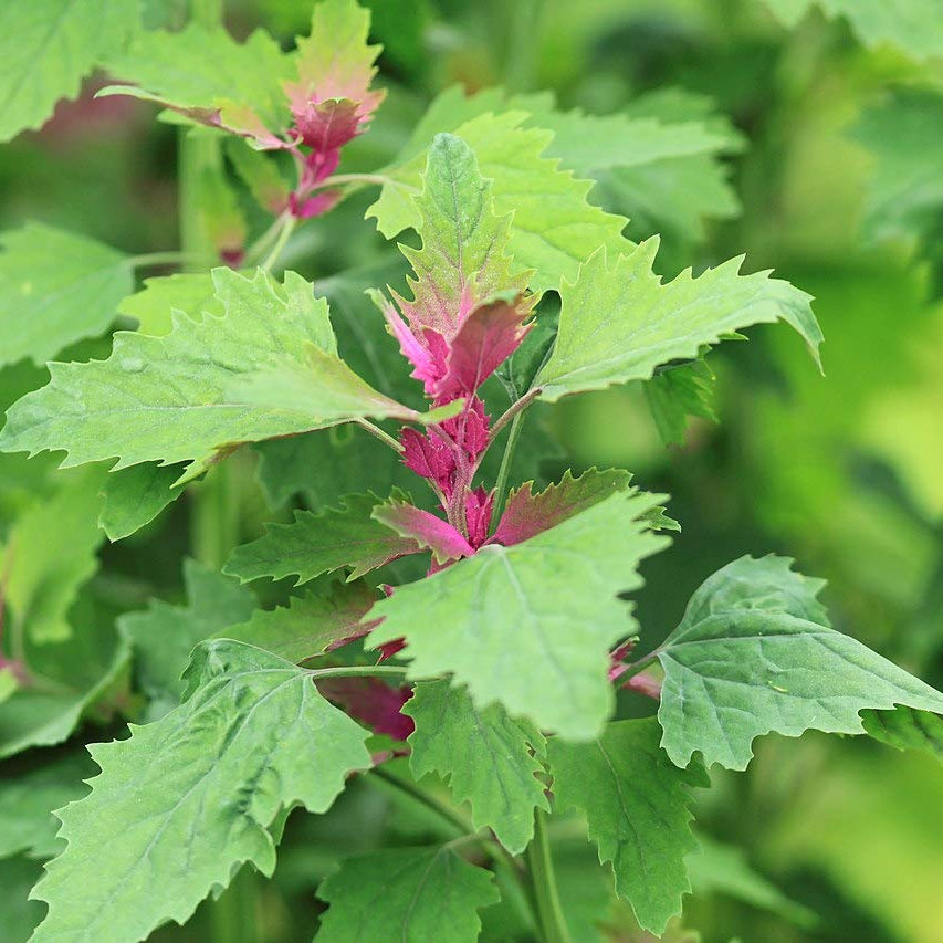 Tree Spinach Seeds