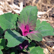 Tree Spinach Seeds