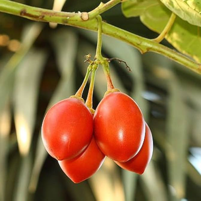 Solanum Betaceum Tree Tomato Seeds
