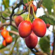 Solanum Betaceum Tree Tomato Seeds
