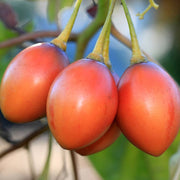 Solanum Betaceum Tree Tomato Seeds