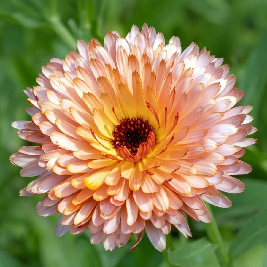 Triangle Flashback Resina Calendula Seeds