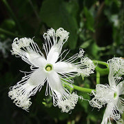 Kirilowii Trichosanthes Seeds