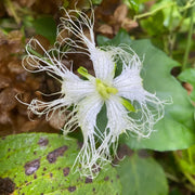 Kirilowii Trichosanthes Seeds