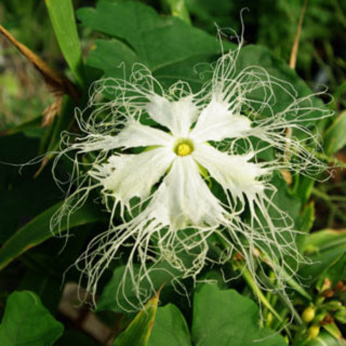 Kirilowii Trichosanthes Seeds