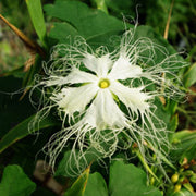 Kirilowii Trichosanthes Seeds