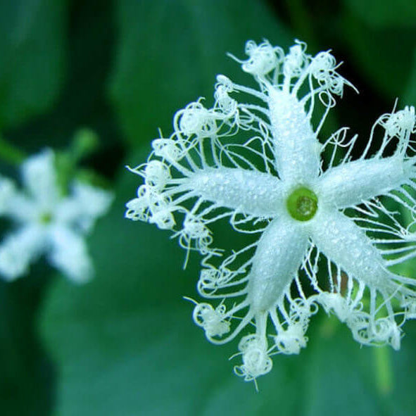 White Cucumerina Trichosanthes Seeds