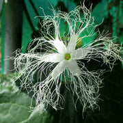 White Cucumerina Trichosanthes Seeds
