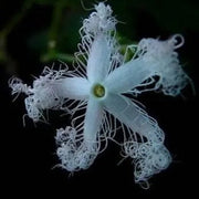 White Cucumerina Trichosanthes Seeds