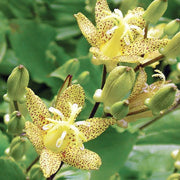 Japanese Toad Lily Tricyrtis Puberula Seeds