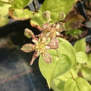 Japanese Toad Lily Tricyrtis Puberula Seeds