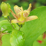 Japanese Toad Lily Tricyrtis Puberula Seeds