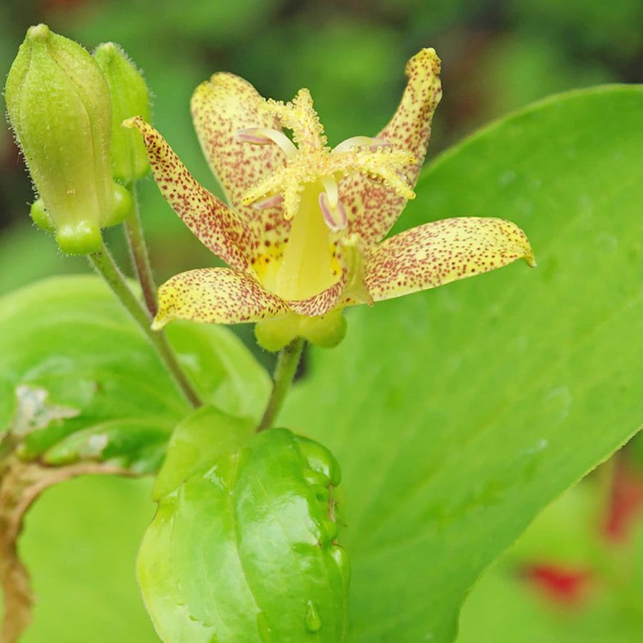Japanese Toad Lily Tricyrtis Puberula Seeds