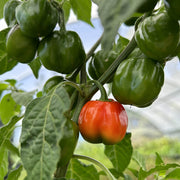 Trinidad Seeds, Capsicum chinense