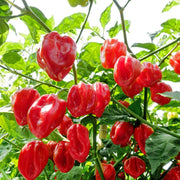 Trinidad Seeds, Capsicum chinense