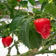 Trinidad Seeds, Capsicum chinense