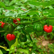 Trinidad Seeds, Capsicum chinense