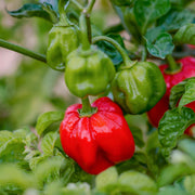 Trinidad Seeds, Capsicum chinense