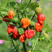 Trinidad Seeds, Capsicum chinense