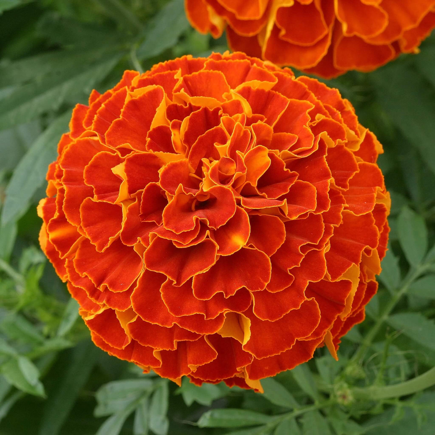 Vigorous Triploid Marigold Seeds