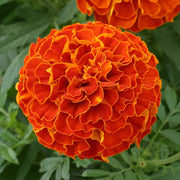 Vigorous Triploid Marigold Seeds