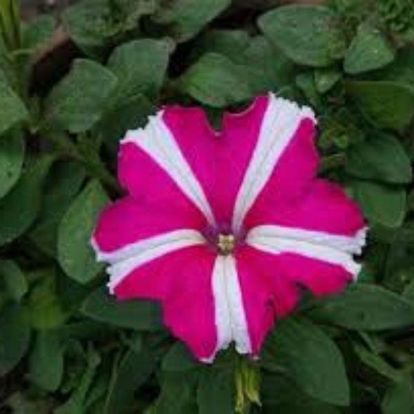 Pink White Tritunia Seeds