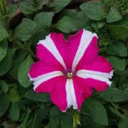 Pink White Tritunia Seeds