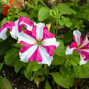 Pink White Tritunia Seeds