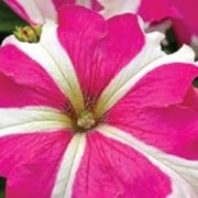 Pink White Tritunia Seeds