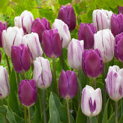 Triumph Tulip Seeds