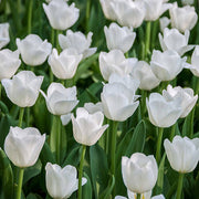 Triumph Tulip Seeds - Flower Plant