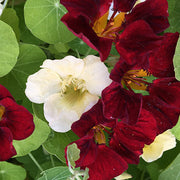 Night and Day Nasturtium Seeds